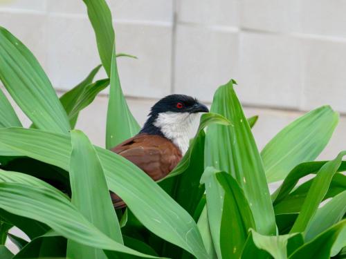 Coucal du Sénégal