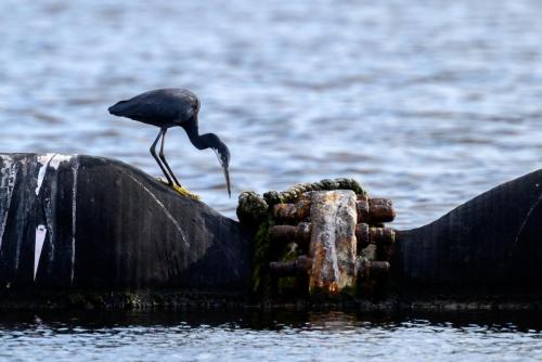 Aigrette des récifs intriguée